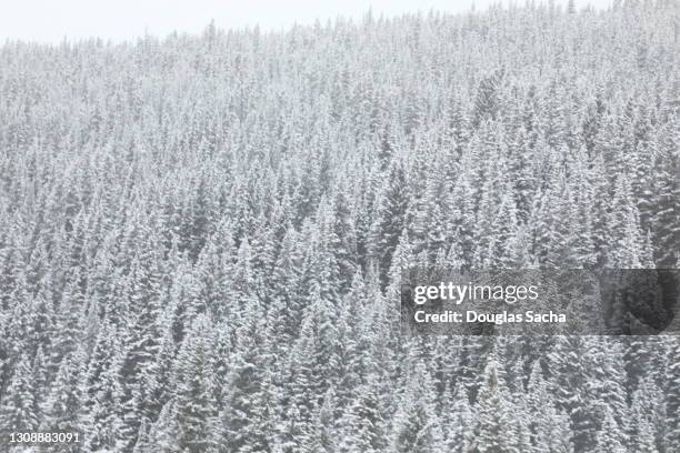 snow covered evergreen trees - evergreen forest stock-fotos und bilder