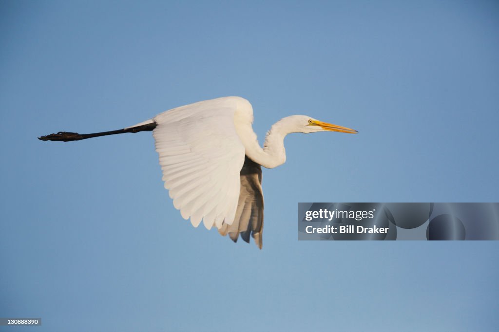 Great Egret (Ardea alba), adult in flight, Sinton, Corpus Christi, Coastal Bend, Texas, USA