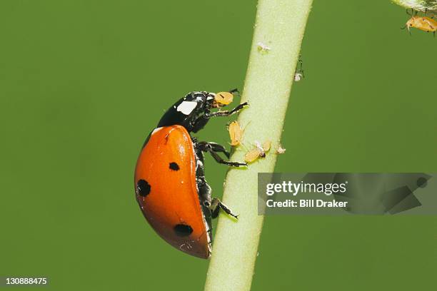 seven-spotted ladybug (coccinella septempunctata), adult eating aphids (aphidoidea), sinton, corpus christi, coastal bend, texas, usa - ladybug aphid stock pictures, royalty-free photos & images