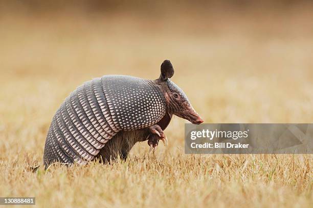 nine-banded armadillo (dasypus novemcinctus), adult, sinton, corpus christi, coastal bend, texas, usa - tatu fotografías e imágenes de stock