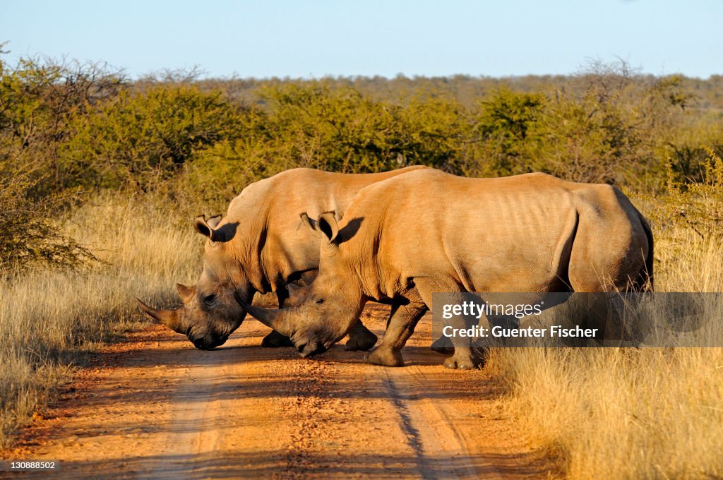 White Rhinoceros or Square-lipped rhinoceros (Ceratotherium simum), Madikwe Game Reserve, South Africa, Africa