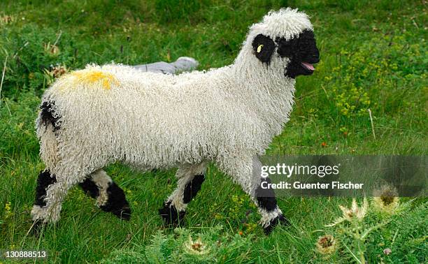 lamb of the valais blacknose sheep breed, valais, switzerland, europe - sheep walking stock pictures, royalty-free photos & images