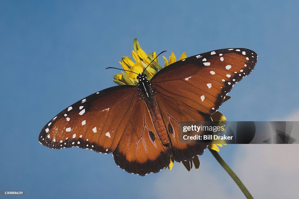 Queen Butterfly (Danaus gilippus), adult feeding on flower, Sinton, Coastel Bend, Texas, USA