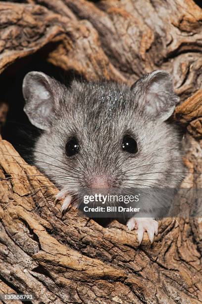 white-footed mouse (peromyscus leucopus), adult in tree hole, sinton, corpus christi, coastal bend, texas, usa - topo dalle zampe bianche foto e immagini stock