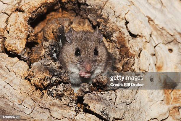 white-footed mouse (peromyscus leucopus), adult in tree hole, sinton, corpus christi, coastal bend, texas, usa - peromyscus leucopus imagens e fotografias de stock