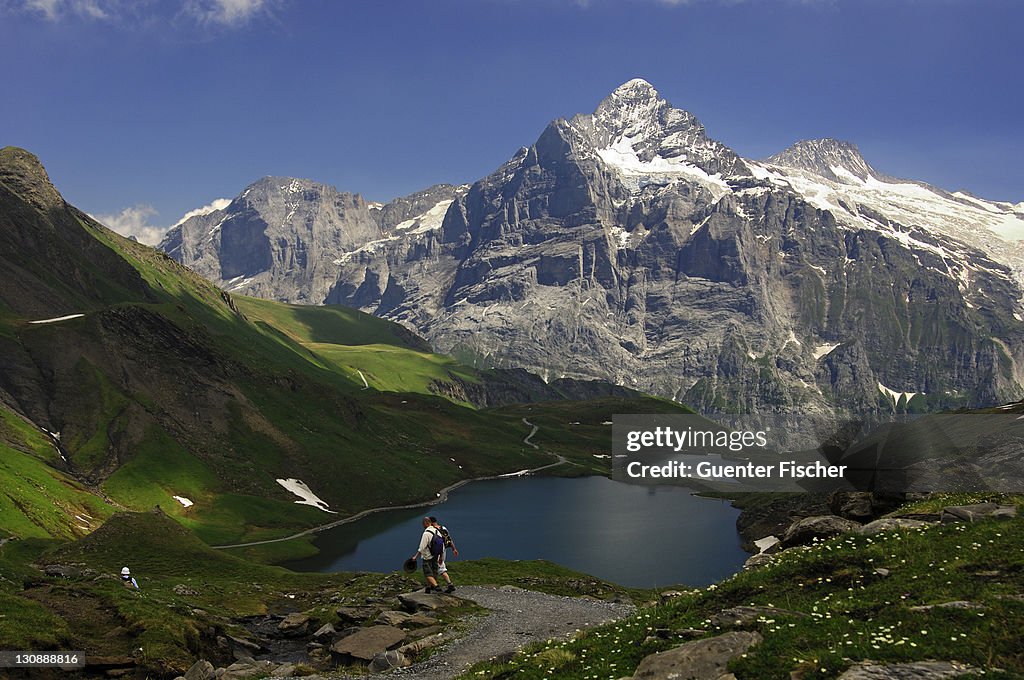 Swiss Alps with Mt Scheideggwetterhorn, Mt Wetterhorn and Mt Mittelhorn, from left to right, Bachalpsee Lake in the front, Grindelwald, Bernese Oberland, Switzerland, Europe