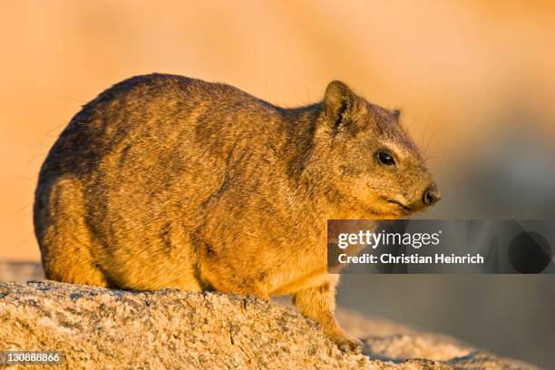 45 Dassies Stock Photos, High-Res Pictures, and Images - Getty Images