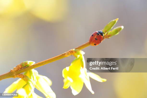 marienkäfer auf einer blühenden forsythie - marienkäfer stock pictures, royalty-free photos & images