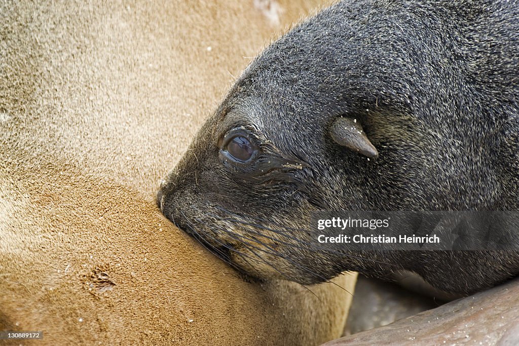 Cape - or South African Fur Seal (Arctocephalus pusillus), mother nursing young, Benguela Current, Cape Cross, Atlantic Coast, Namibia, Africa