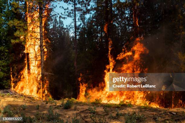 forest on fire - forest fire stock pictures, royalty-free photos & images