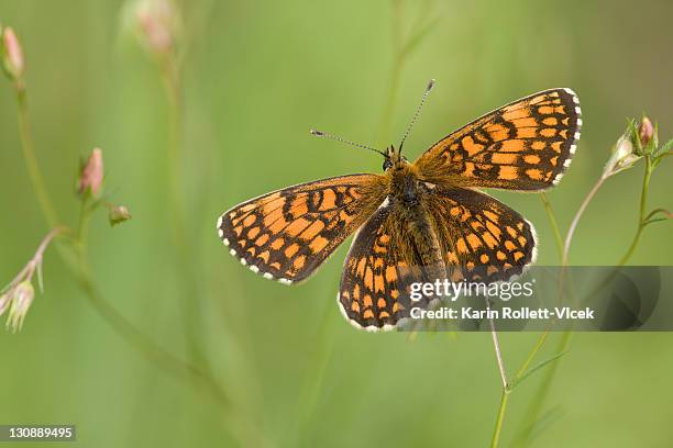 heath fritillary butterfly (melitaea athalia), wings spread, heberlberg near gumpoldskirchen, lower austria, austria, europe - fritillary butterfly stock pictures, royalty-free photos & images
