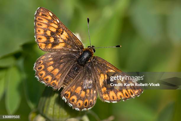 duke of burgundy butterfly (hamearis lucina), wings spread, eichkogel near moedling, lower austria, austria, europe - hamearis lucina stock pictures, royalty-free photos & images
