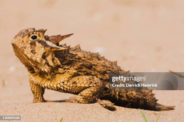 texas horned lizard (phrynosoma cornutum), adult on sand in desert, rio grande valley, texas, usa - gehörn stock-fotos und bilder