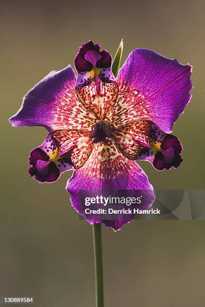 propeller flower (alophia drummondii), blossom, rio grande valley, texas, usa - drummondii stock pictures, royalty-free photos & images