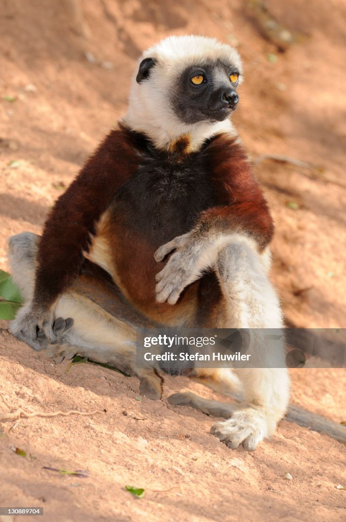 Coquerel's Sifaka (Propithecus coquereli), Madagascar, Africa