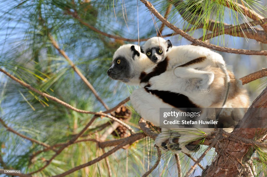Coquerel's Sifaka (Propithecus coquereli), female adult with young on back, Madagascar, Africa
