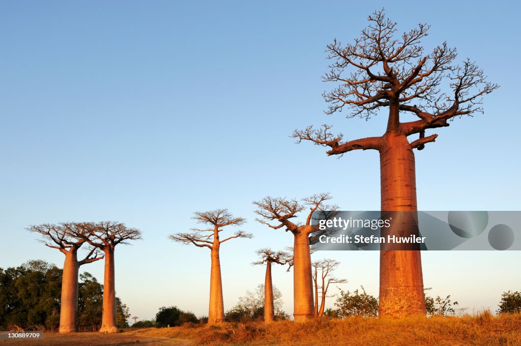 Baobab-Alley, Grandidier's Baobab (Adansonia grandidieri) in the morning light, Morondava, Madagascar, Africa