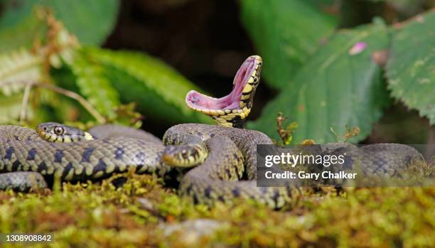 351 Snake Open Mouth Stock Photos, High-Res Pictures, and Images