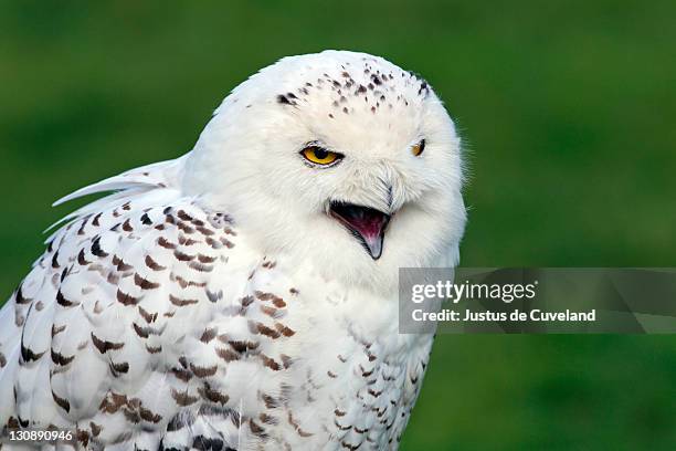 snowy owl, arctic owl, great white owl, harfang (bubo scandiacus) (nyctea scandiaca), calling - crying eagle stock pictures, royalty-free photos & images