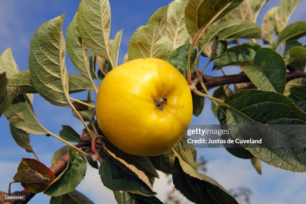 Apple (Malus domestica), Holsteiner Zitronenapfel variety, on the tree, Altes Land area, Hamburg, Lower Saxony, Germany