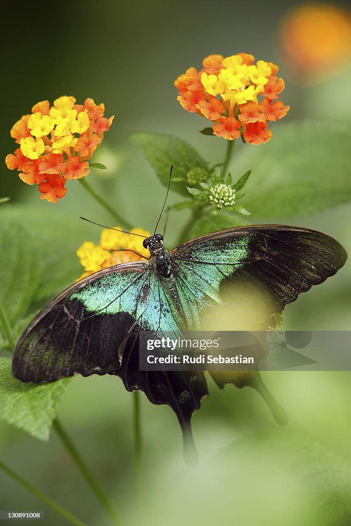 Green iridescent exotic butterfly on a leaf