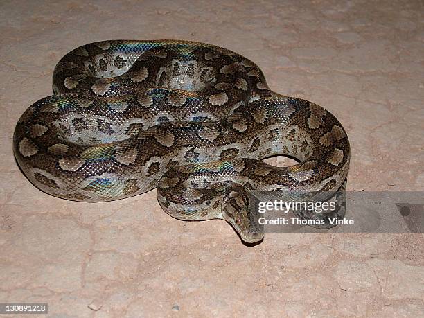rainbow boa (epicrates cenchria) with rainbow-like iridescence on its scales, gran chaco, paraguay - epicrates cenchria stock pictures, royalty-free photos & images