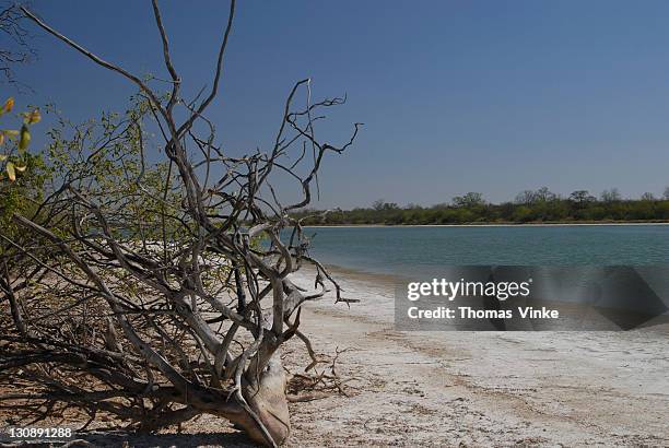 dead tree at the white bank of a salt lake, gran chaco, paraguay - chaco canyon ruins stock pictures, royalty-free photos & images
