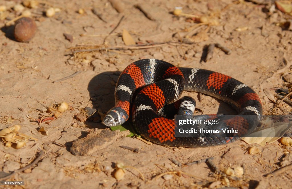 False Coral Hognose (Lystrophis pulcher), Gran Chaco, Paraguay