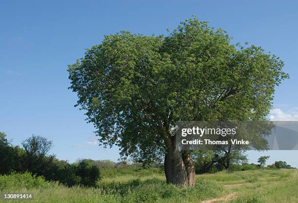 floss silk tree (chorisia insignis), boqueron, gran chaco, paraguay, south america - chaco canyon ruins stock pictures, royalty-free photos & images
