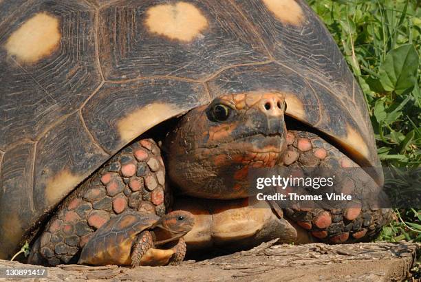 old red-footed tortoise (geochelone carbonaria) with young, boqueron, gran chaco, paraguay, south america - chaco canyon ruins stock pictures, royalty-free photos & images