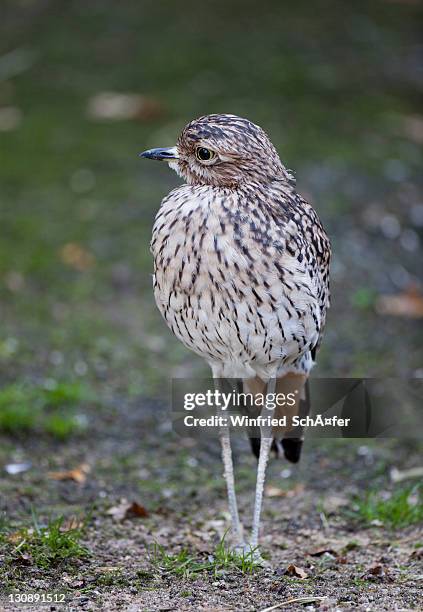 spotted thick-knee, burhinus capensis, spotted dikkop or cape thick-knee (burhinus capensis) - spotted thick knee stock pictures, royalty-free photos & images
