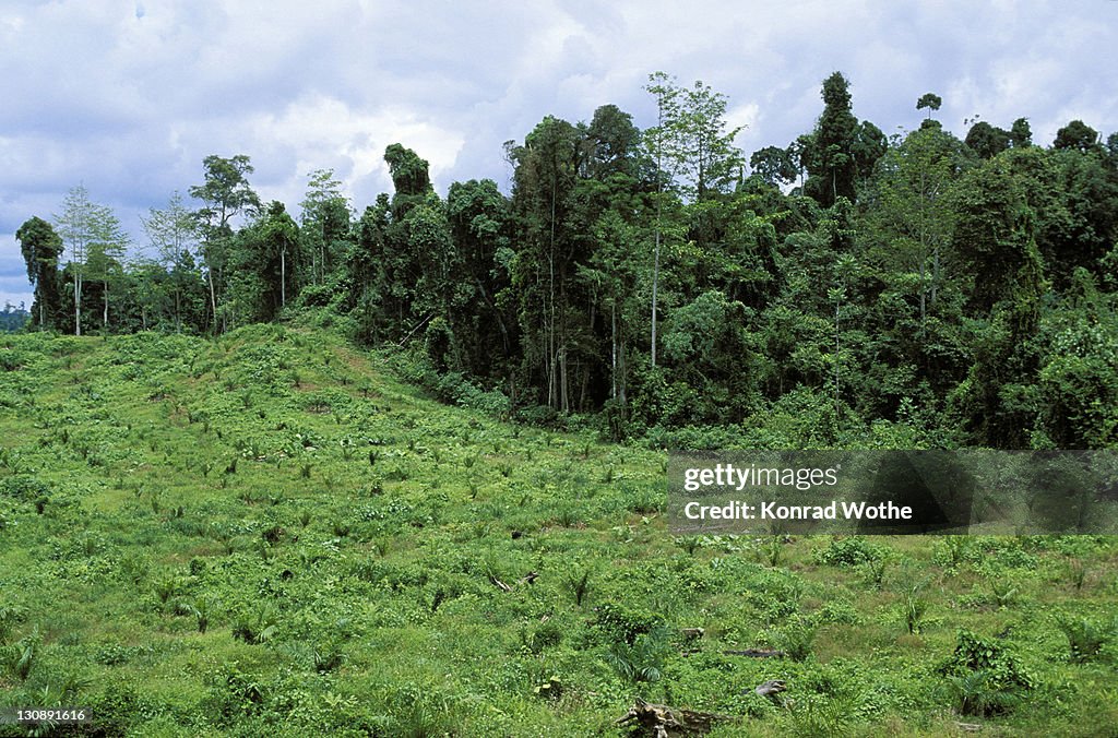 Young oil palm plantation (Elaeis) in front of rainforest, rainforest destruction, Sabah, Borneo, Southeast Asia