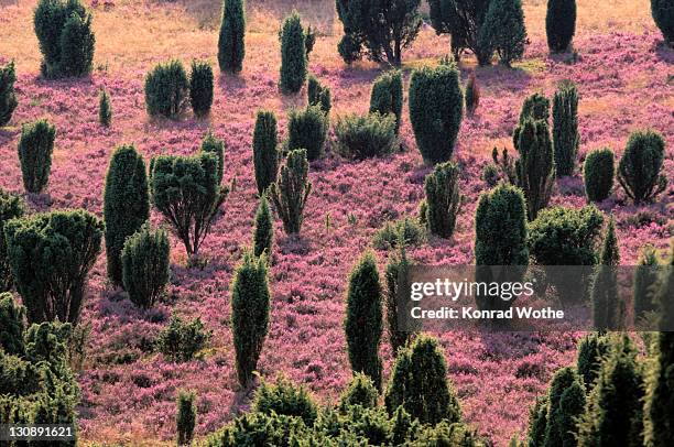 lueneburger heide, lueneburg heath, lower saxony, germany, europe - lunebourg photos et images de collection