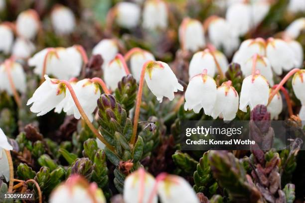 Heather Arctic Color Example 57 White Mountain Heather Stock Photos, High-Res Pictures, and Images ...