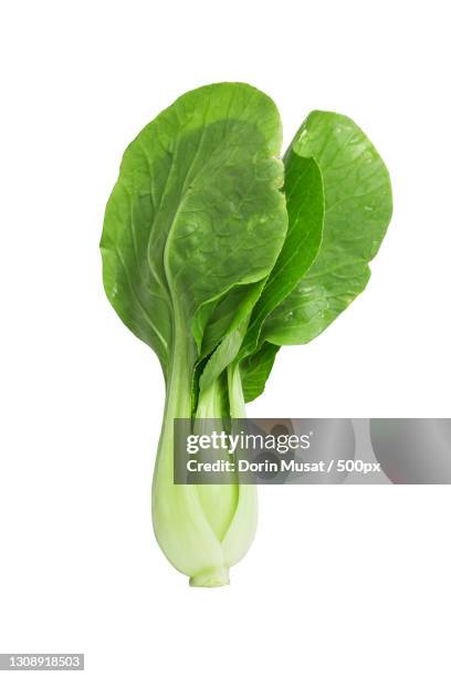 close-up of vegetable over white background - close up of bok choy bildbanksfoton och bilder