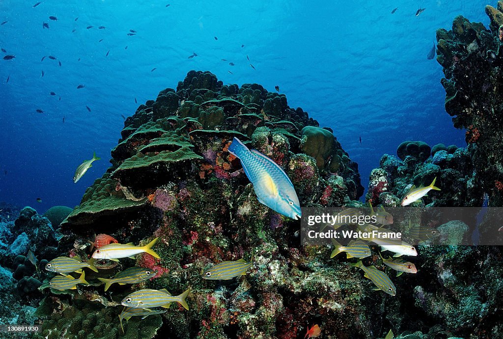 Princess Parrotfish (Scarus taeniopterus) swimming in between Smallmouth Grunts (Haemulon chryargyreum), Cuba, Caribbean Sea