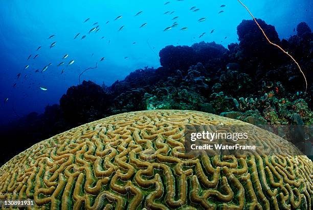 Tagbago Fish 81 Tobago Fish Stock Photos, High-Res Pictures, and Images - Getty Images