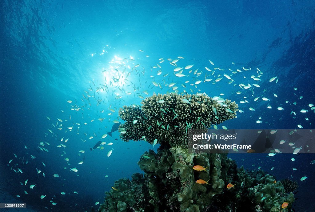 Green Chromis (Chromis viridis) on the coral reef, Indian Ocean, Maldives