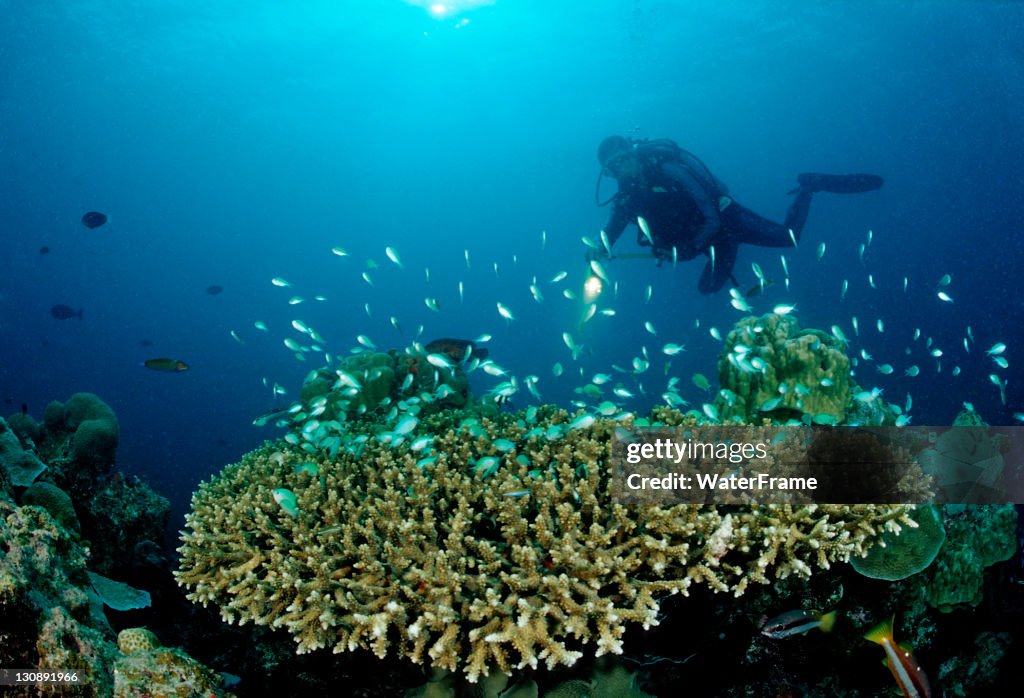 Diver and Table Coral with Green Chromis (Chromis viridis), Indian Ocean, Maldives