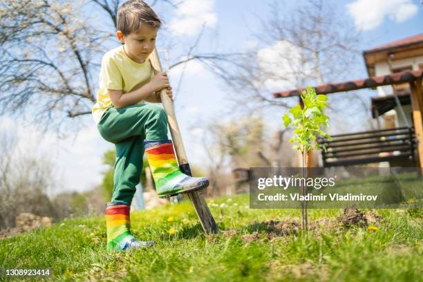 small boy planting a tree in the backyard - kid in tree stock pictures, royalty-free photos & images