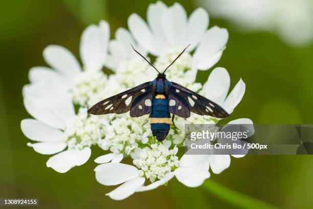 close-up of insect on flower - nine spotted moth stock pictures, royalty-free photos & images