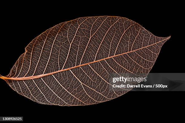 close-up of dry leaf against black background - bladnerf stockfoto's en -beelden