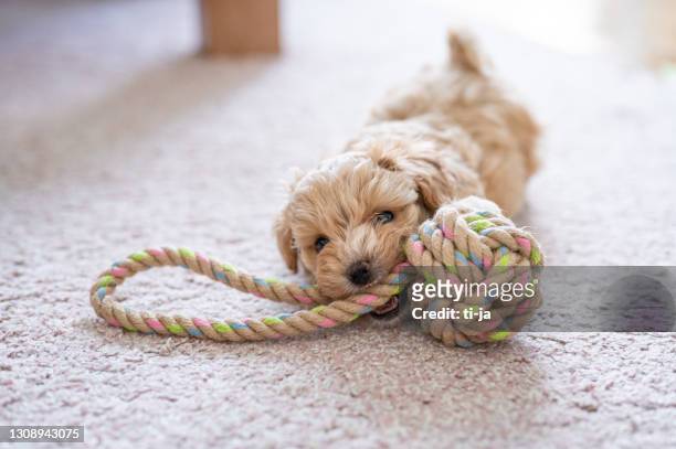lindo perrito jugando con un juguete - miniature poodle fotografías e imágenes de stock