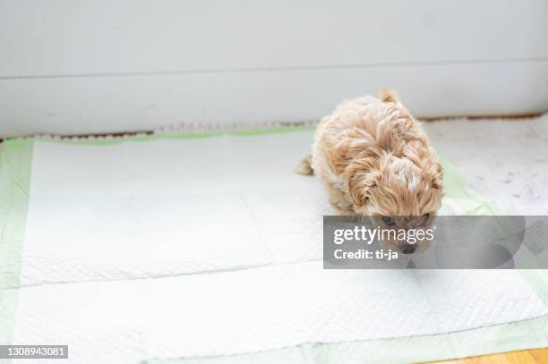 cute little puppy on the hygienic pet pad - dog pad stock pictures, royalty-free photos & images