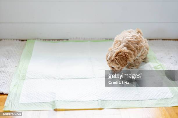 lindo perrito en la almohadilla higiénica para mascotas - miniature poodle fotografías e imágenes de stock