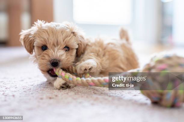 cute little puppy playing with a toy - dog knot picture stock pictures, royalty-free photos & images