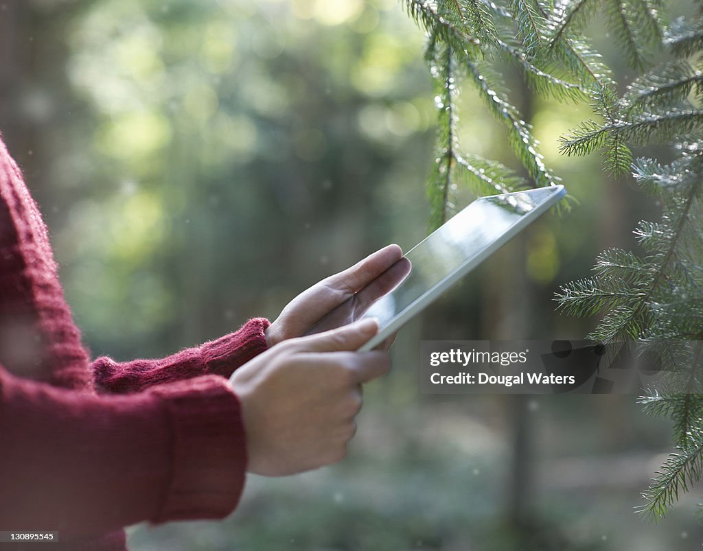 Person in winter pine forest using digital tablet.