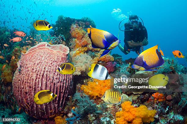 scuba diver watching tropical reef fish - euxiphipops navarchus fotografías e imágenes de stock