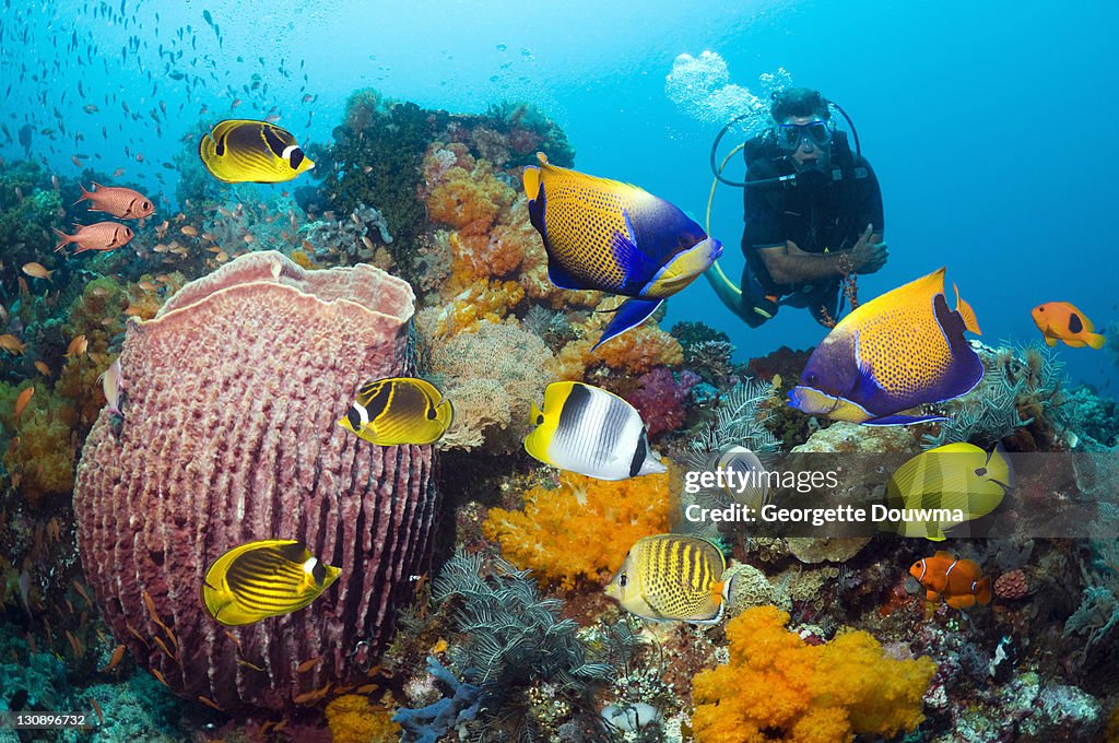 Scuba diver watching tropical reef fish
