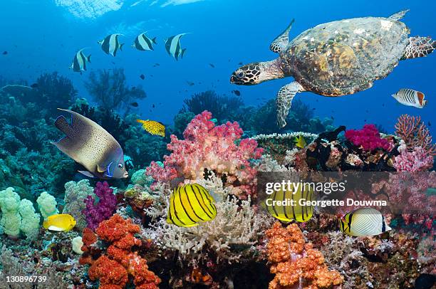 turtle and tropical reef fish - meeresfisch stock-fotos und bilder